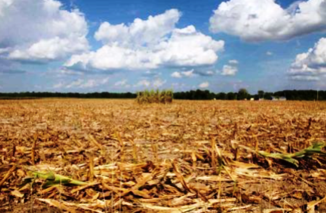 Siccità in agricoltura, ok da Conferenza Stato-Regioni alle "circostanze eccezionali"